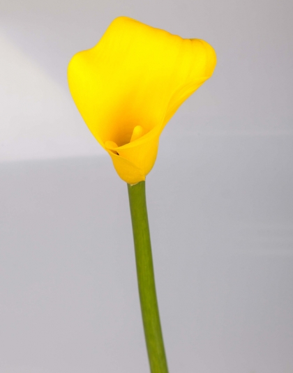 06.Calla