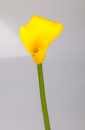 06.Calla
