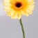 11.Gerbera-Creme