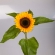 13.Helianthus