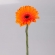 14.Gerbera-Orange