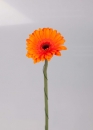 14.Gerbera-Orange